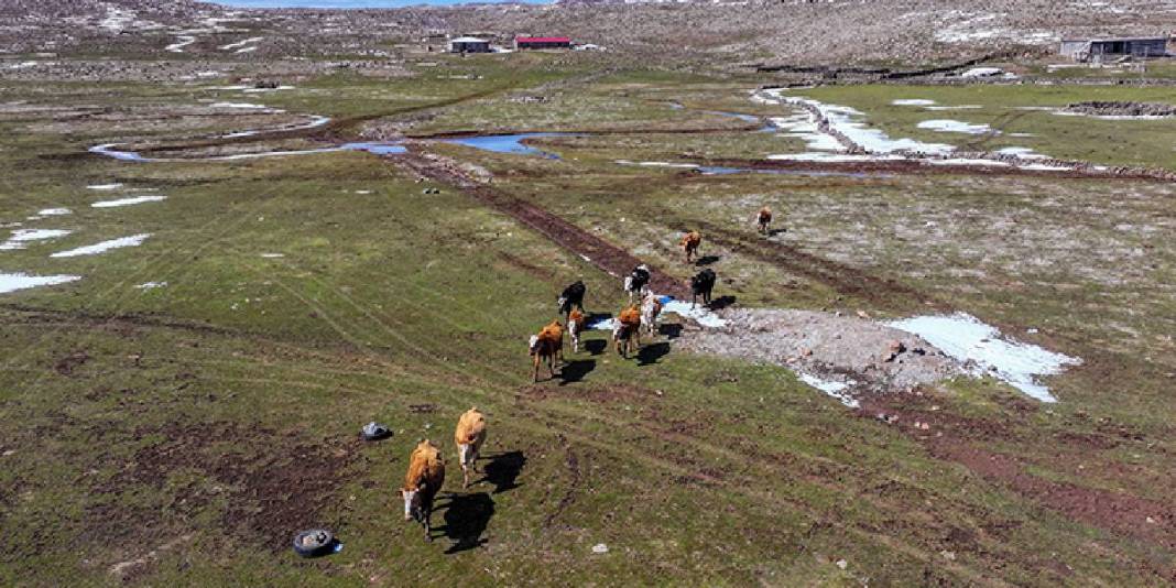 Yağışlar geldi, otlar yeşerdi, su kaynakları doldu: Besiciler yağış sevinci yaşıyor 3